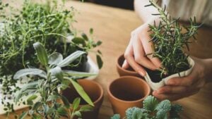 7 Herbal Remedies for When Your Vibe Is Absolutely Not Vibing