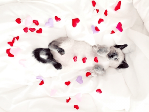 Your Weekend Love Horoscope for February 9 to 11: Meow! It's a Weekend for Love