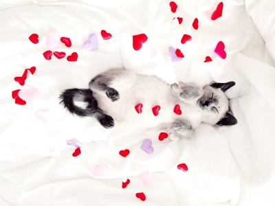 Your Weekend Love Horoscope for February 9 to 11: Meow! It's a Weekend for Love