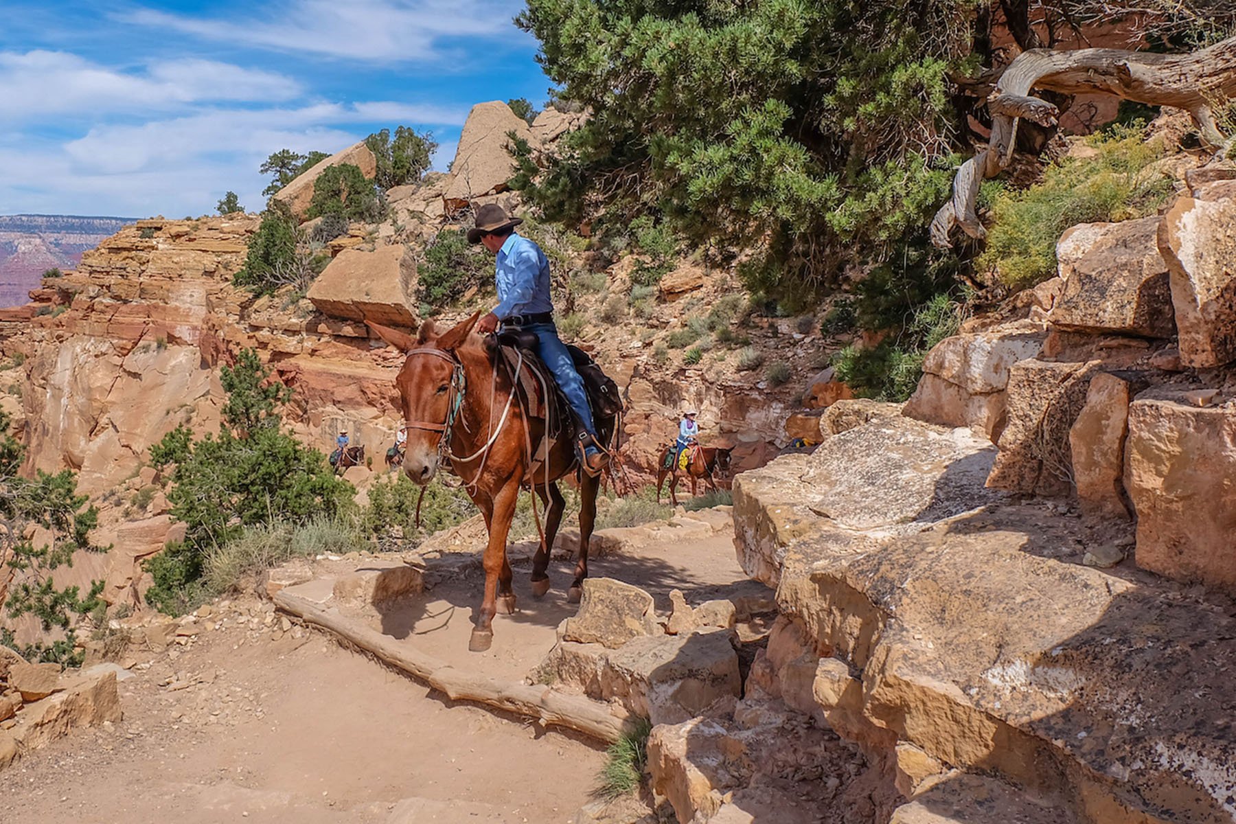 mule ride