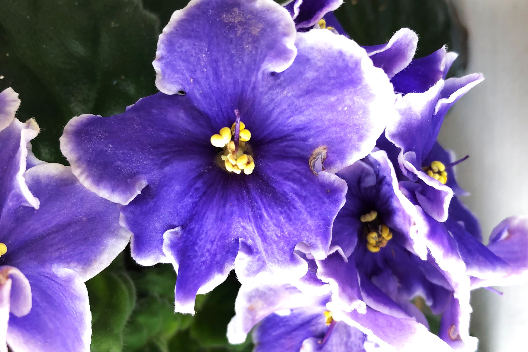 African violet