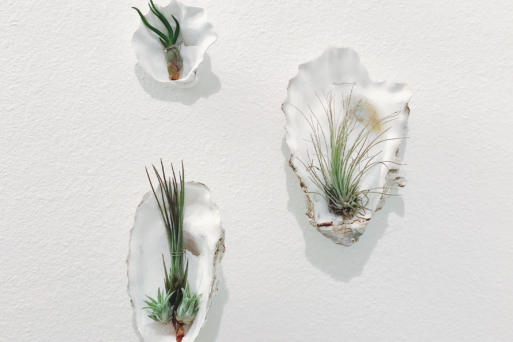 air plants