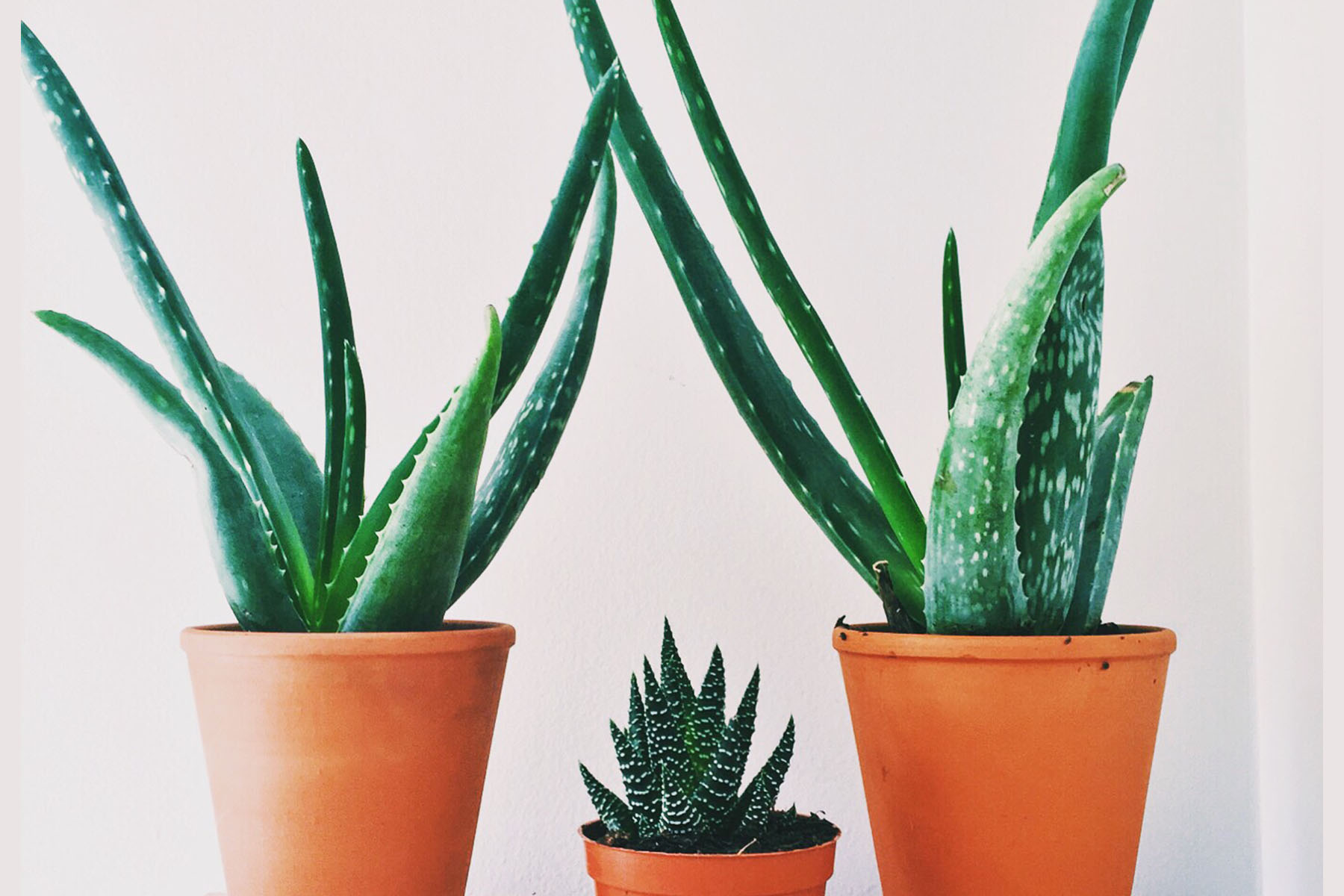 aloe plant