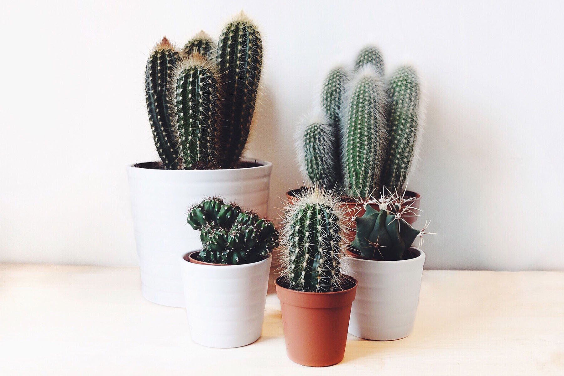 cactus plants