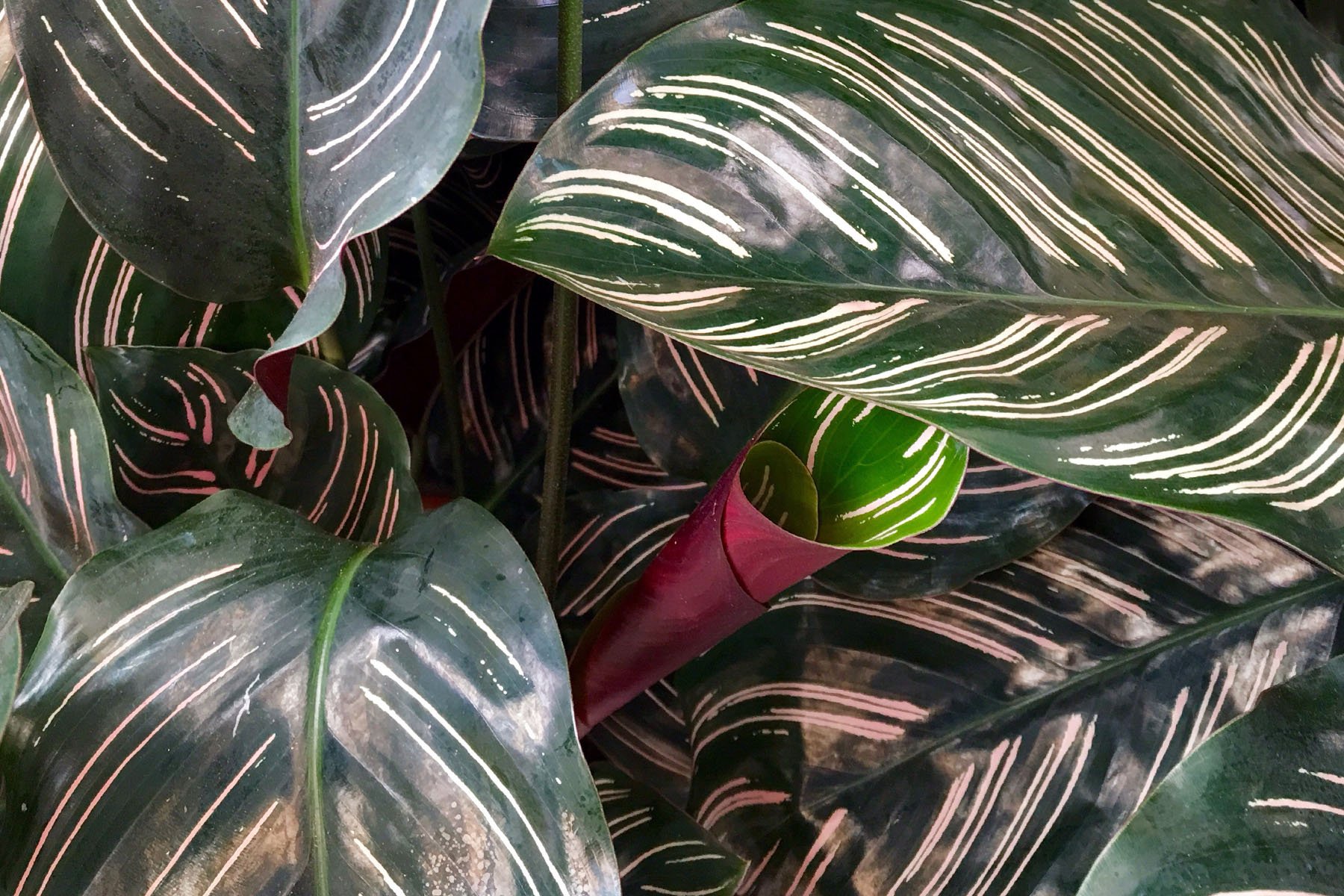 calathea plant