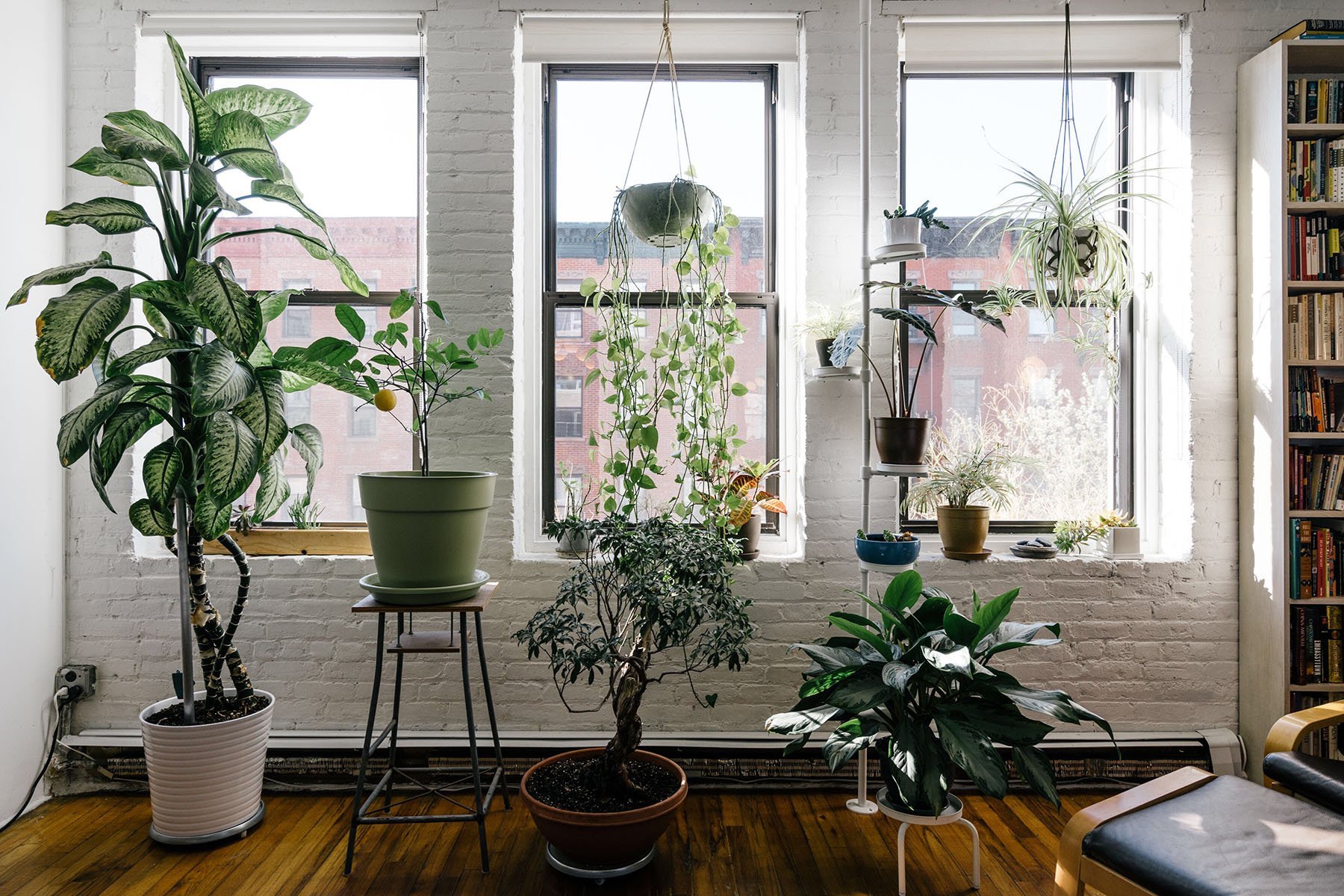 The Best Houseplant for Your Zodiac Sign