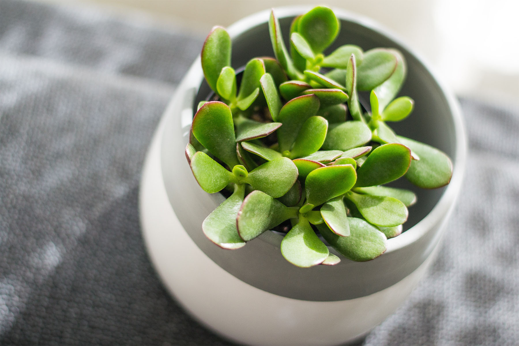 jade plant