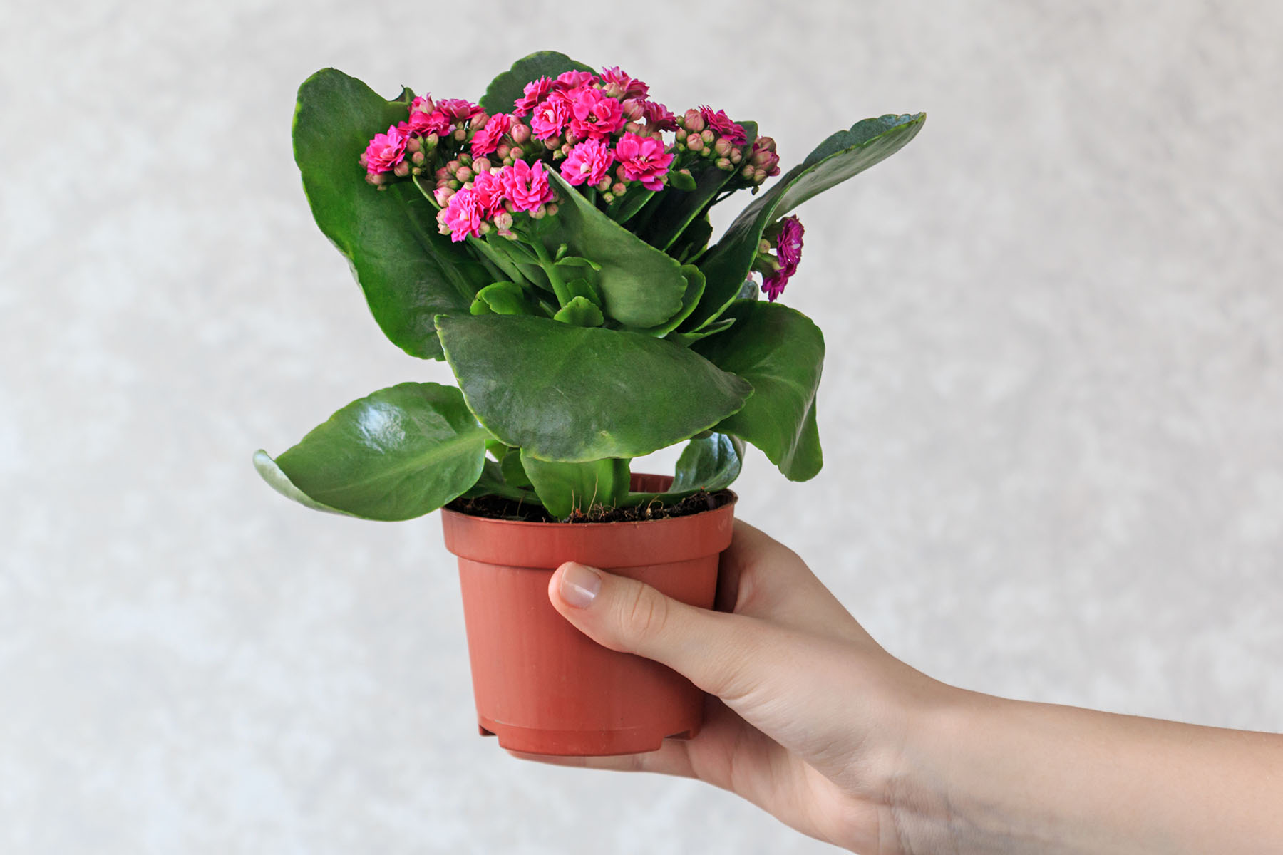 kalanchoe plant