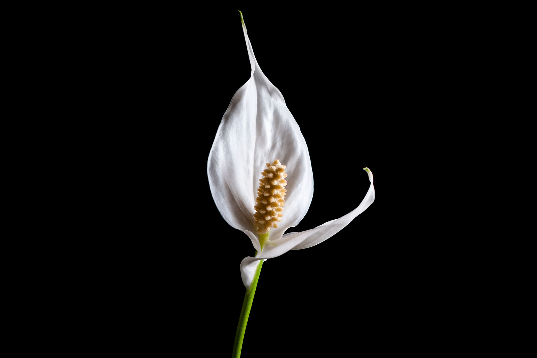 peace lily