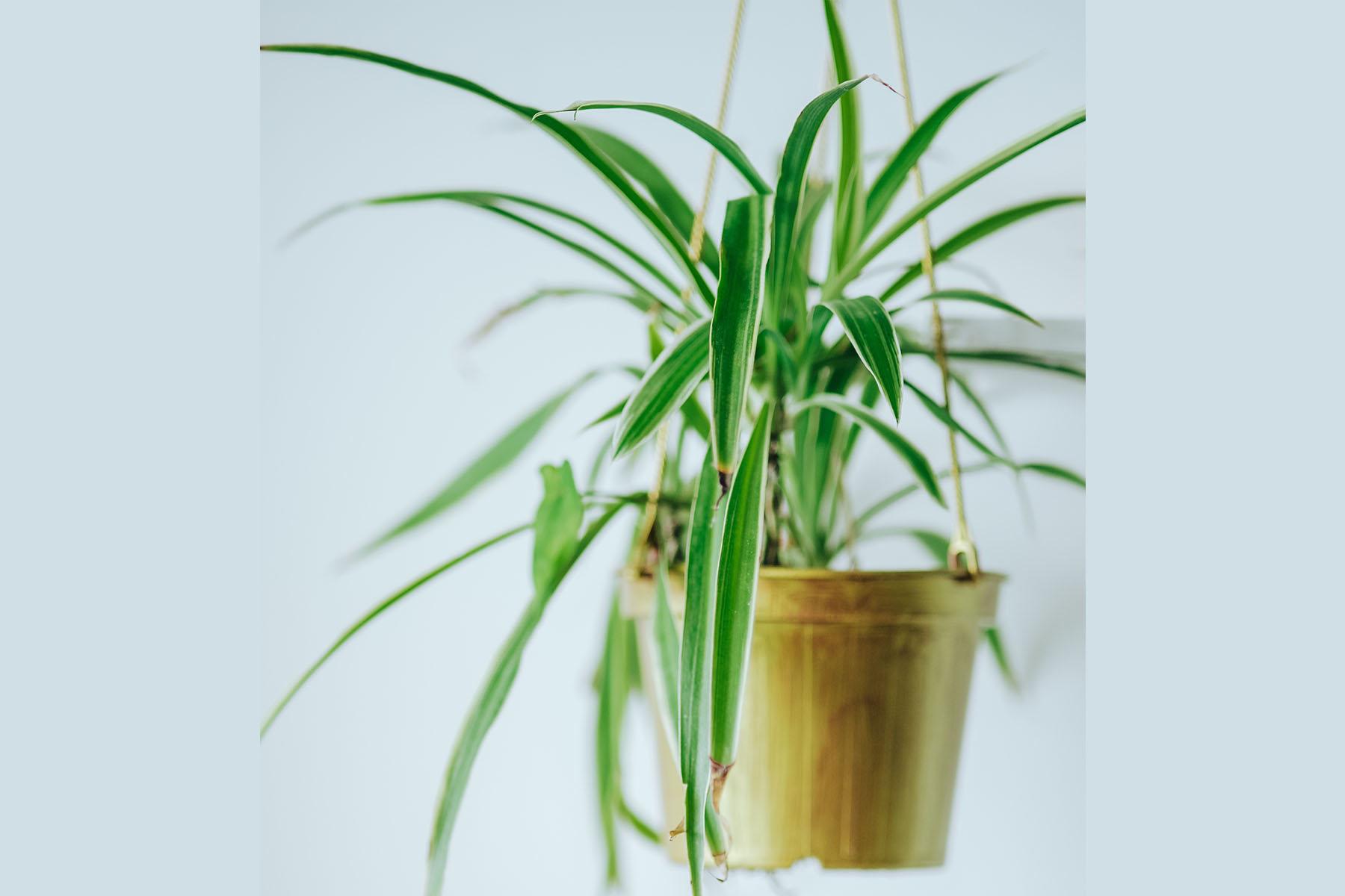 spider plant