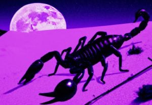 The Scorpio Full Moon Is About to Change Everything in Love
