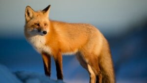 Which Virgo Spirit Animal Are You: Wolf, Rabbit, Fox, Or Deer?