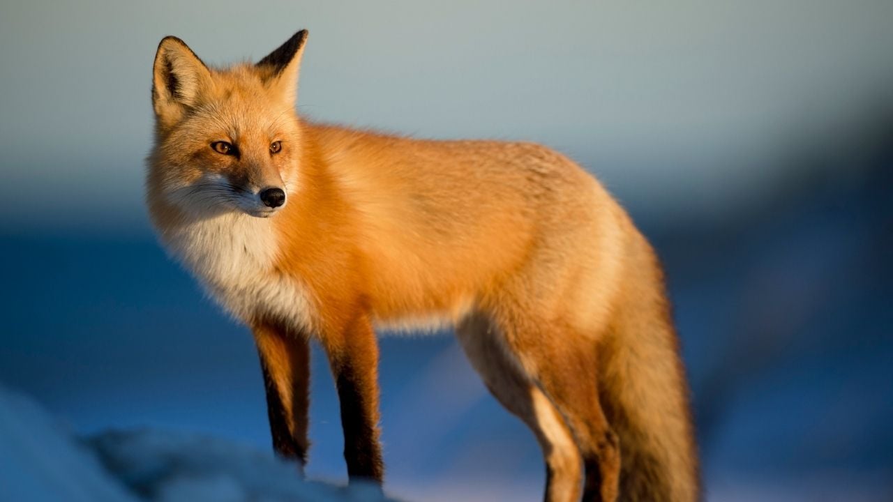 Which Virgo Spirit Animal Are You: Wolf, Rabbit, Fox, Or Deer?