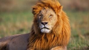 5 Reasons Leo’s Spirit Animal Could Only Be A Lion